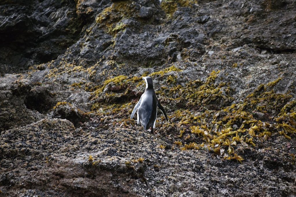 ballenas y pingüinos Chile