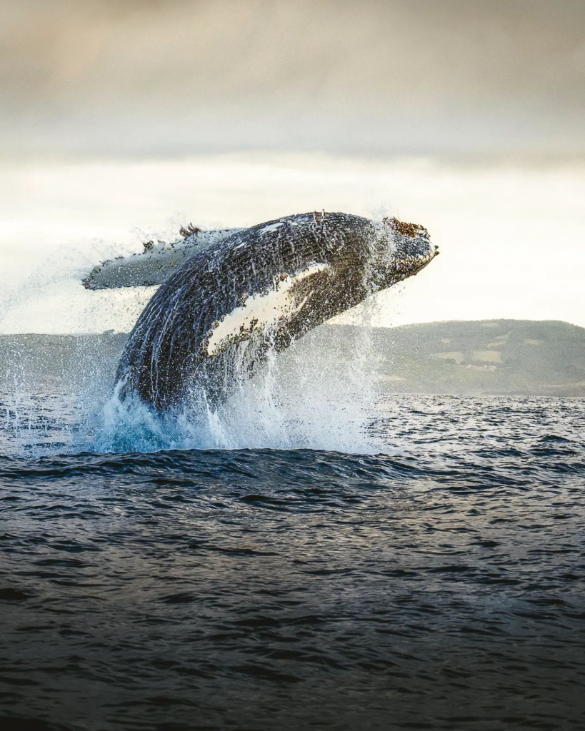 ballenas y pingüinos Chile