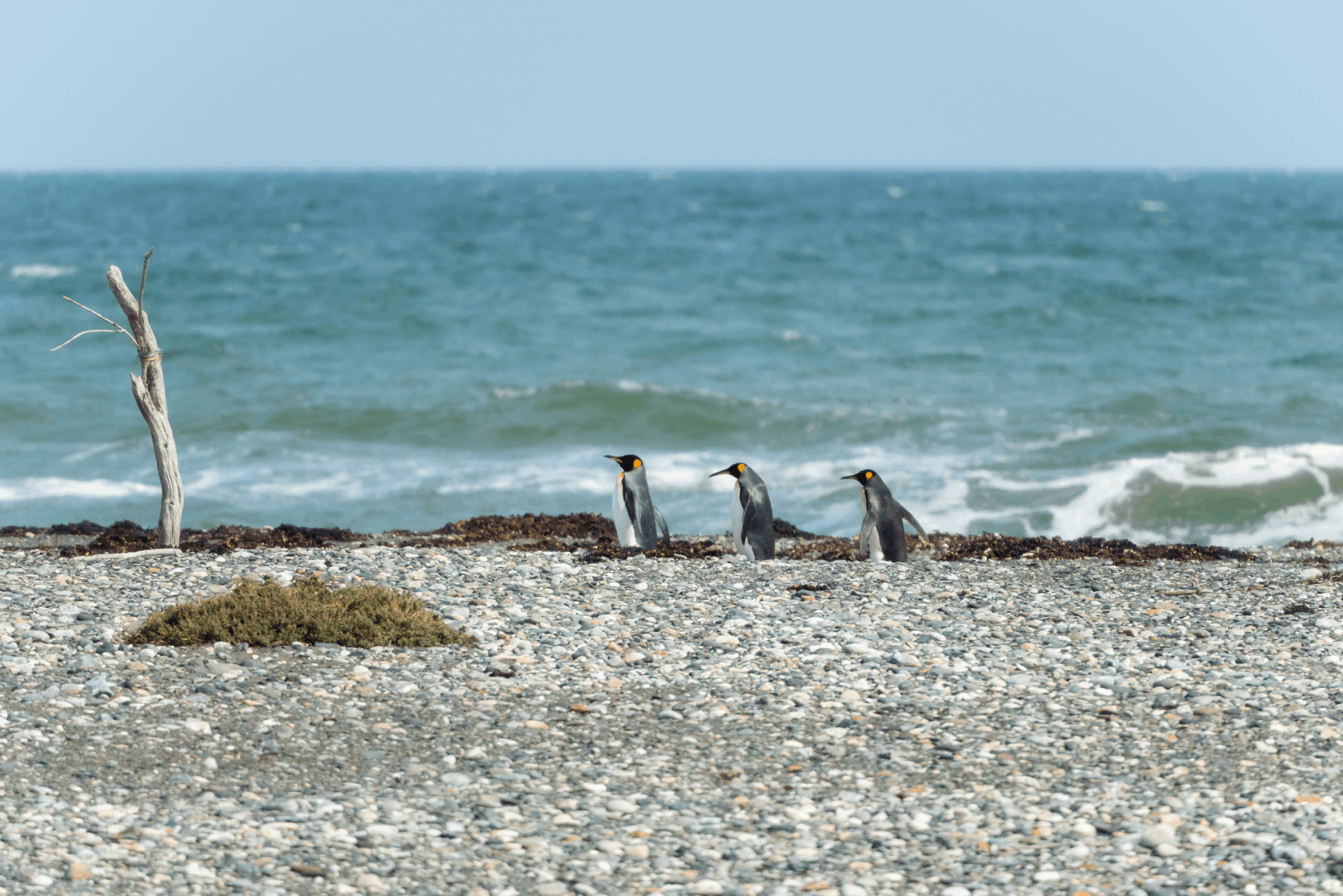 Penguins from Chile