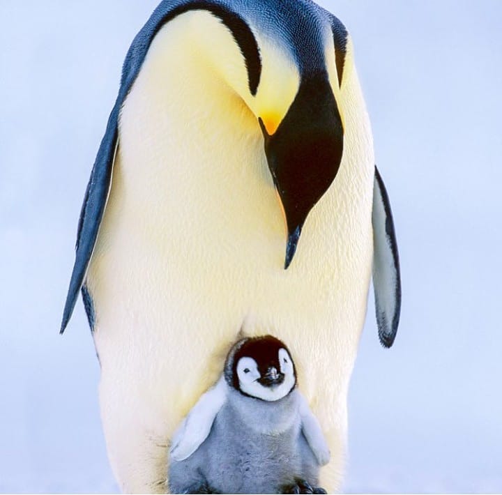 Penguins from Chile