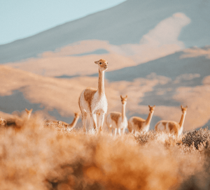 Salt flats, wildlife, and more: Things to see and do in the Atacama Desert