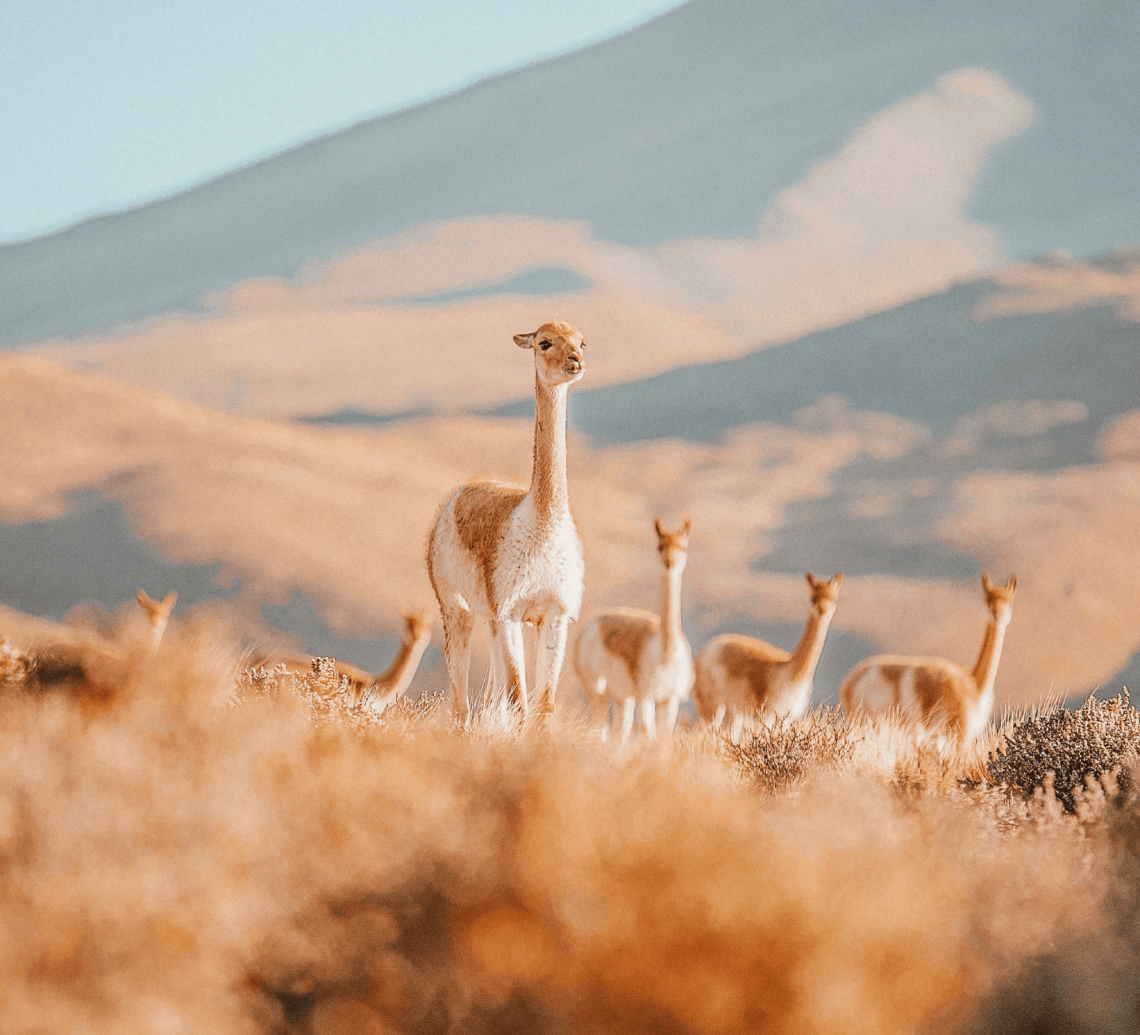 Atacama Desert