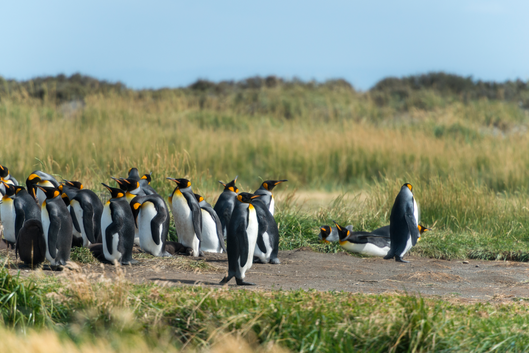 penguins in the south of Chile