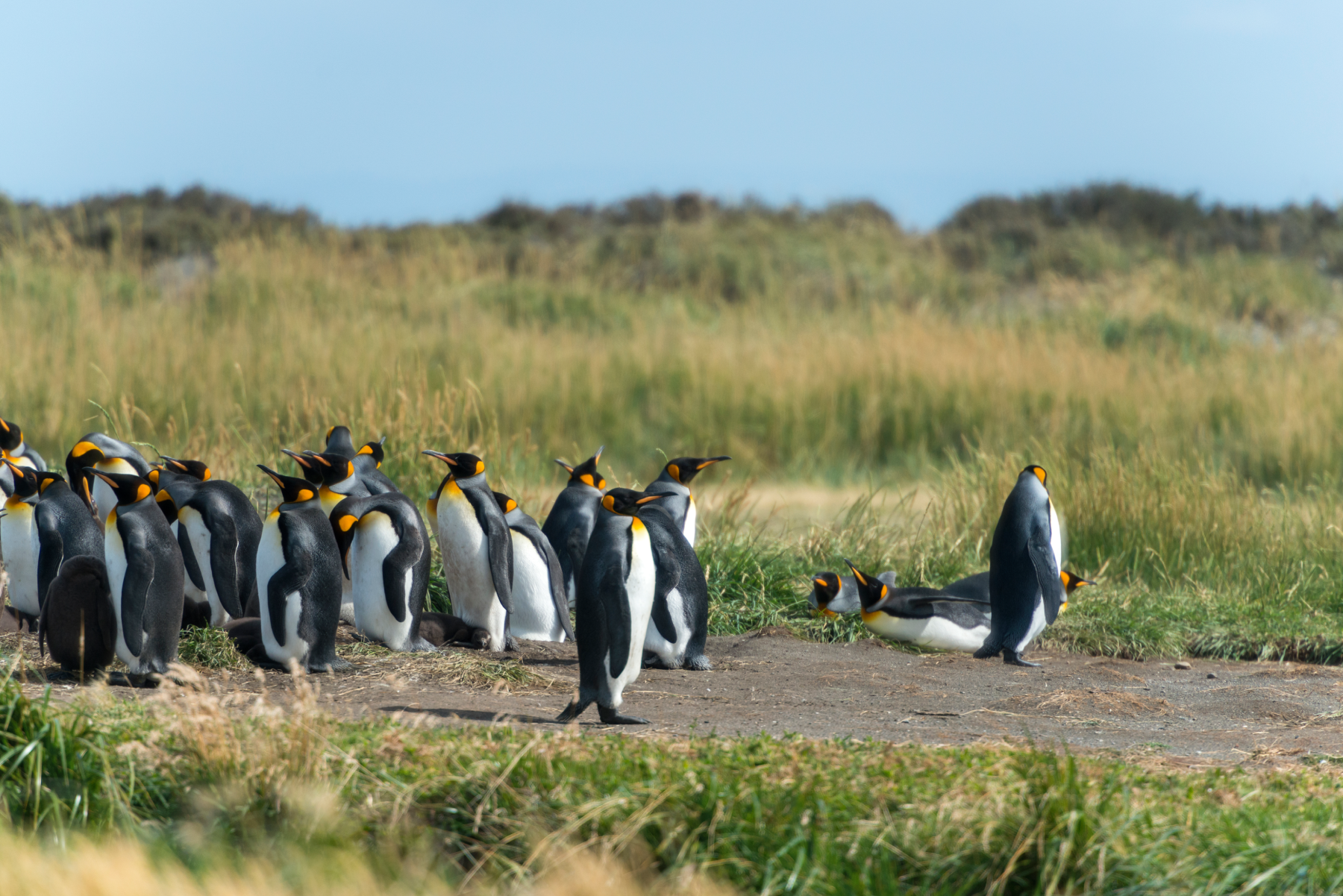 Pinguinen im Süden Chiles