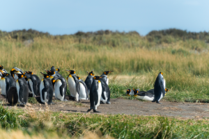 pinguins no sul do Chile