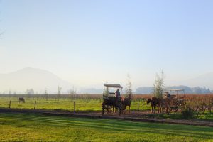 Valle de Apalta vinos