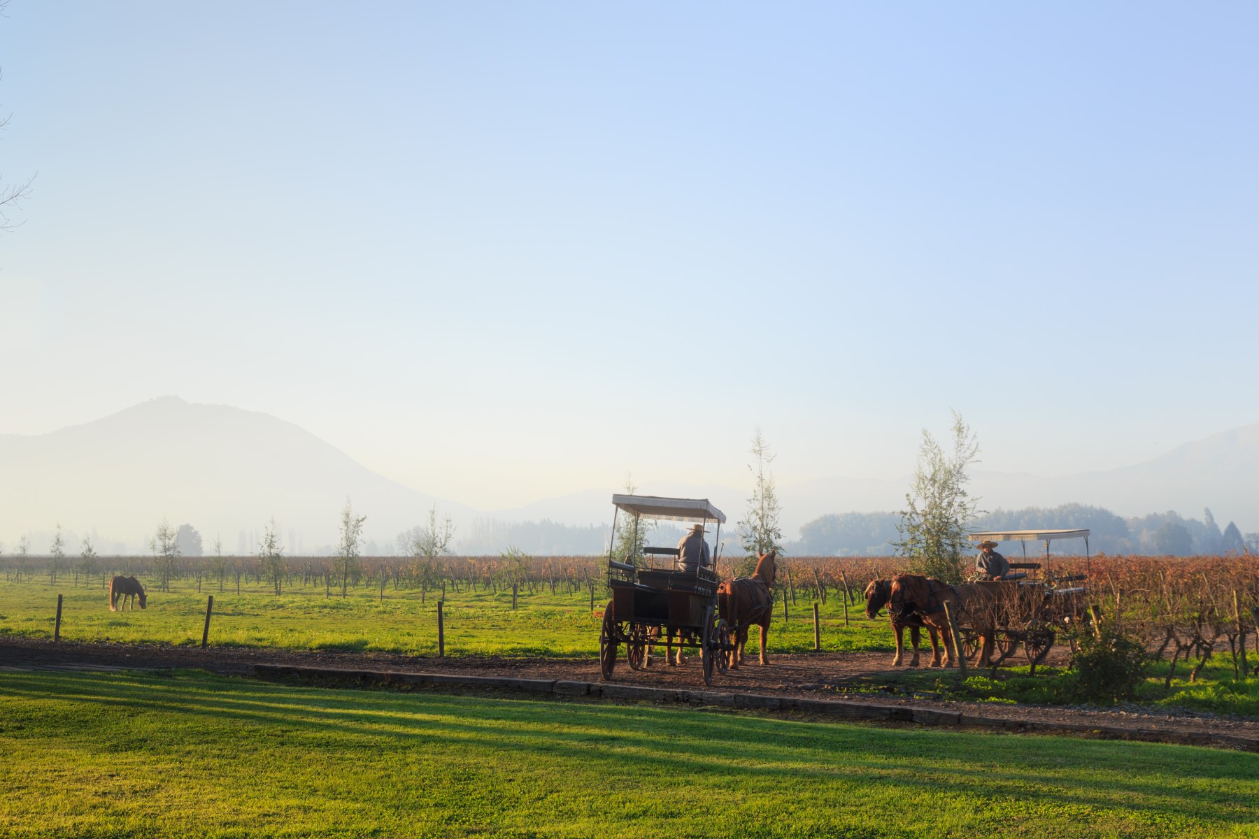 Valle de Apalta vinos