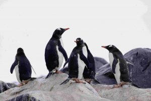 Del elefante marino a la ballena azul: Tres animales de la Antártica Chilena