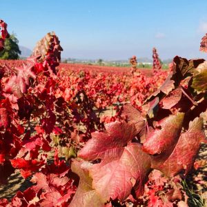 Descubre el carmesí del otoño en el Valle de Colchagua