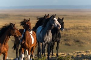 Ranches on Chilean Patagonia