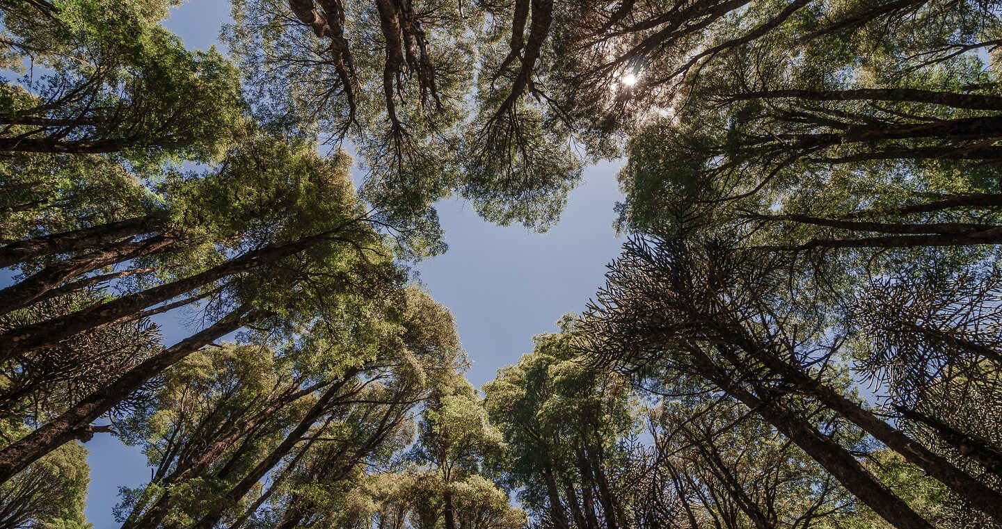 conguillioINTERIOR PARQUE