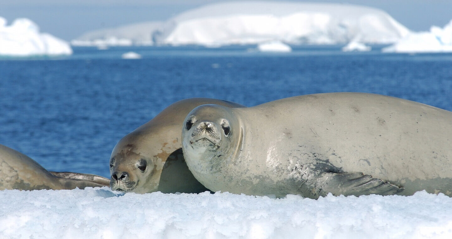 Resultado de imagen para antartica