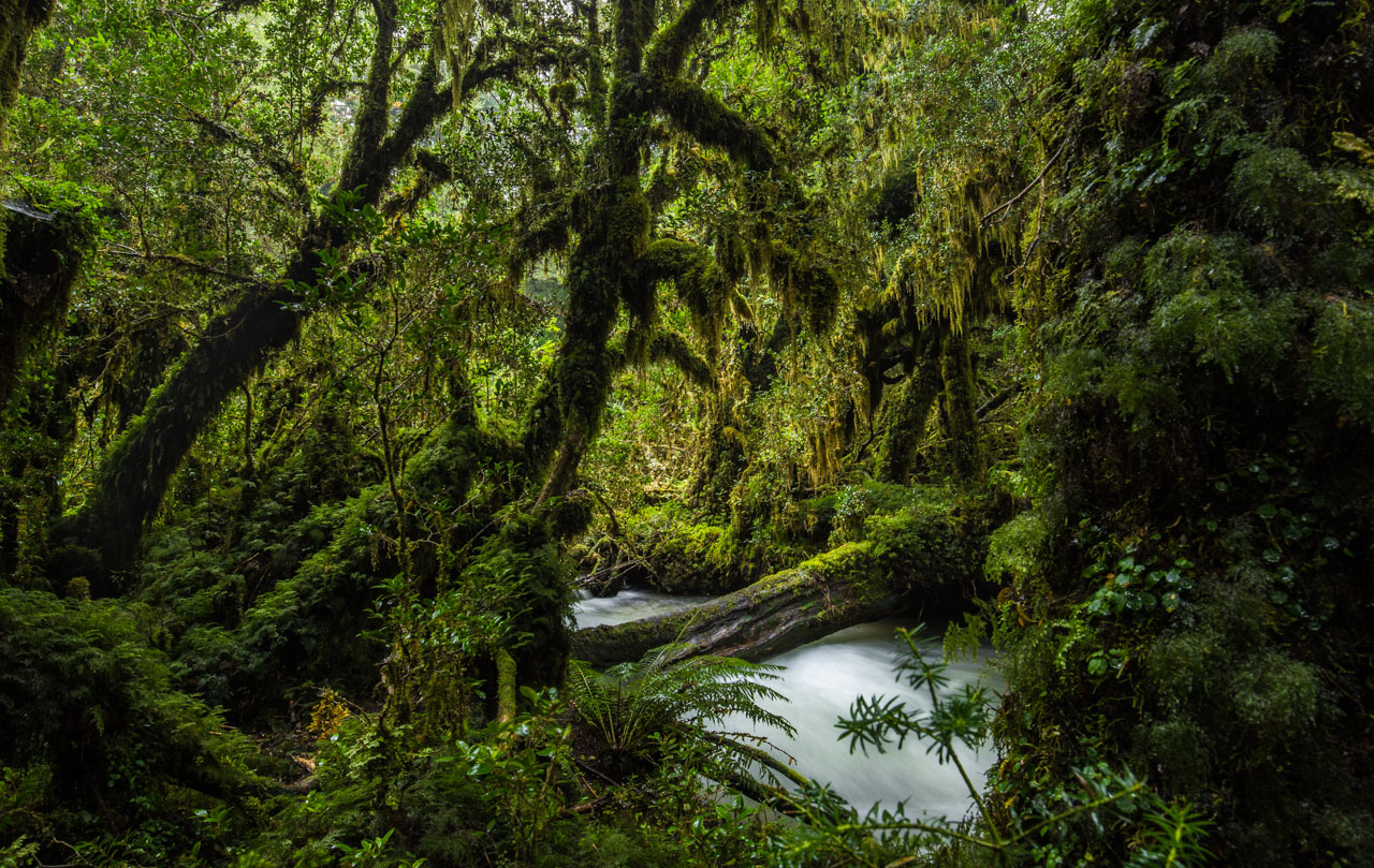 Selva Valdiviana The Rainforest At The End Of The World Chile Travel