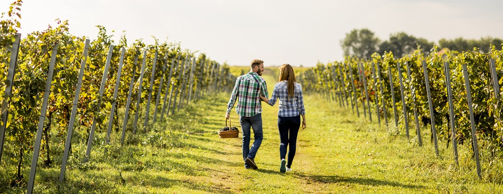 Las Rutas de vino en Chile se caracterizan por sus verdes viñedos que dan vida a uno de los mejores vinos del mundo. 