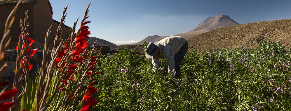 Lonely Planet Best in travel 2019 Valle de Elqui y su gente trabajando la tierra