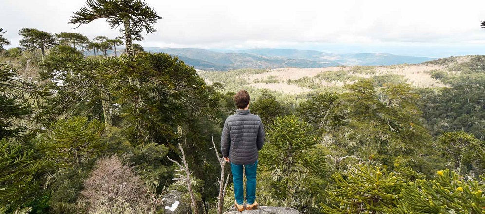 Araucarias milenarias en el trekking en el Parque Nacional Nahuelbuta