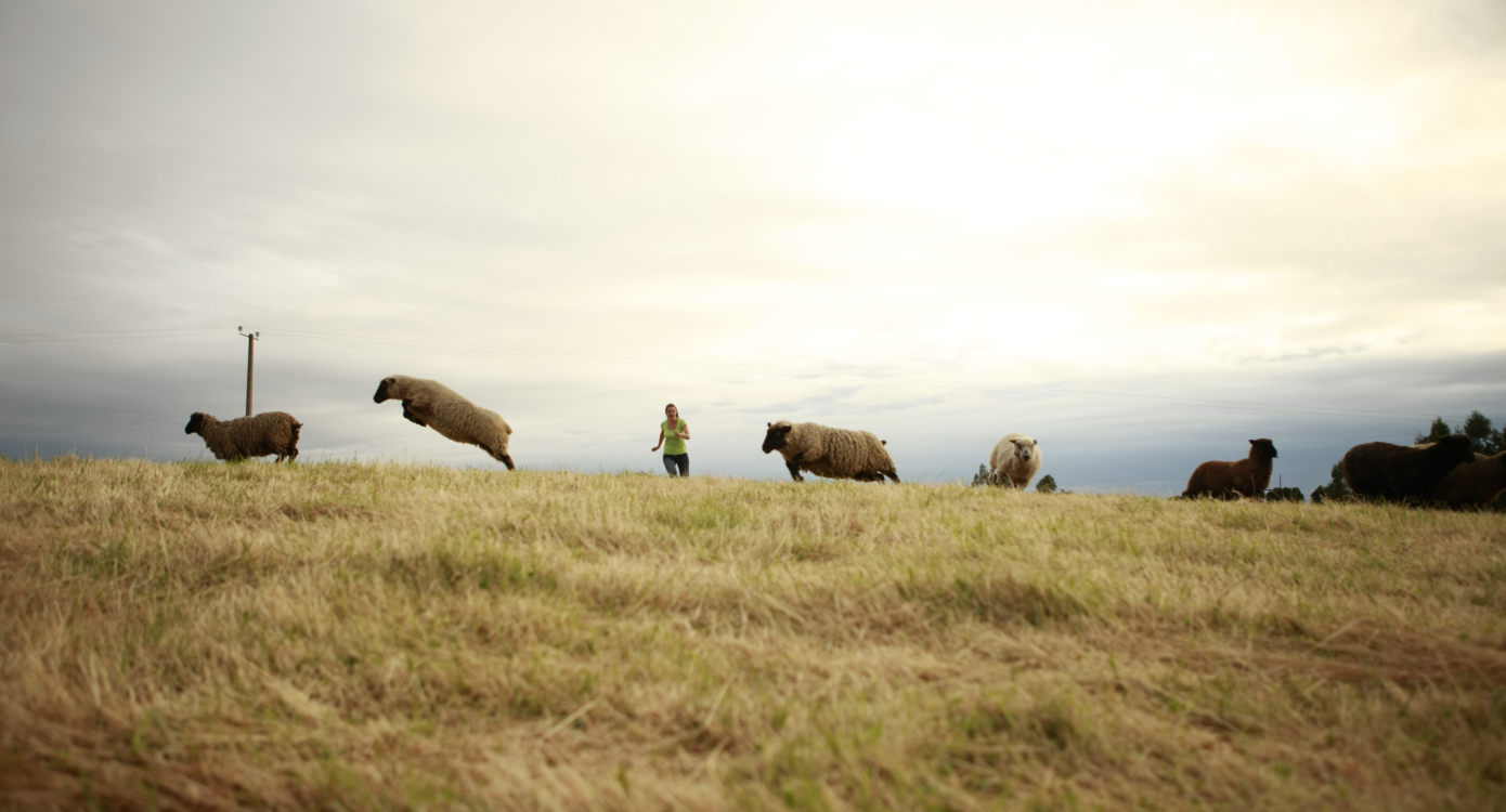 Mujer corriendo junto a un rebaño de ovejas por los campos de Chiloé