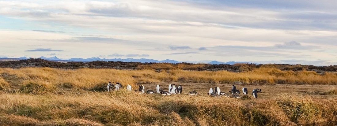 Imagen panorámica de la Patagonia chilena, donde se aprecia a lo lejos un grupo de pingüinos en medio de la pampa de diferentes tonalidades amarillas.