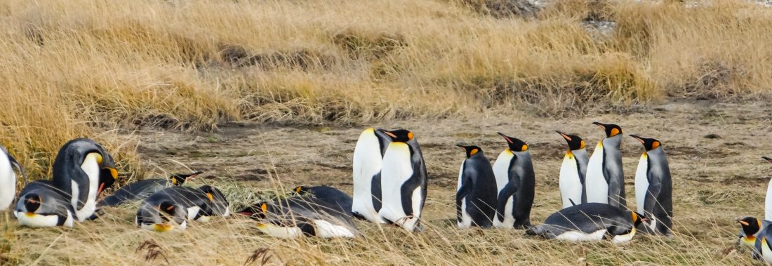 Imagen de una familia de pingüinos conviviendo en la Patagonia chilena