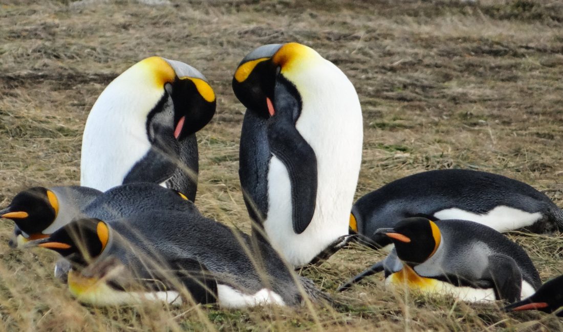 Imagen de una familia de Pingüinos Rey en Tierra del Fuego