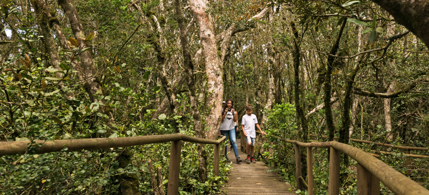 Imagen de unos jóvenes turistas recorriendo los senderos entre bosques nativos en el Parque Nacional Fray Jorge