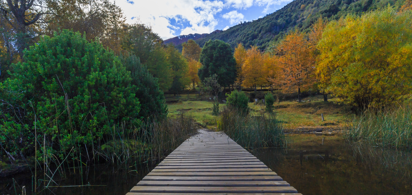 Imagen panorámica de uno de los senderos del parque Nacional Huerquehue, donde se aprecia la difrencia de colores de los árboles en otoño.