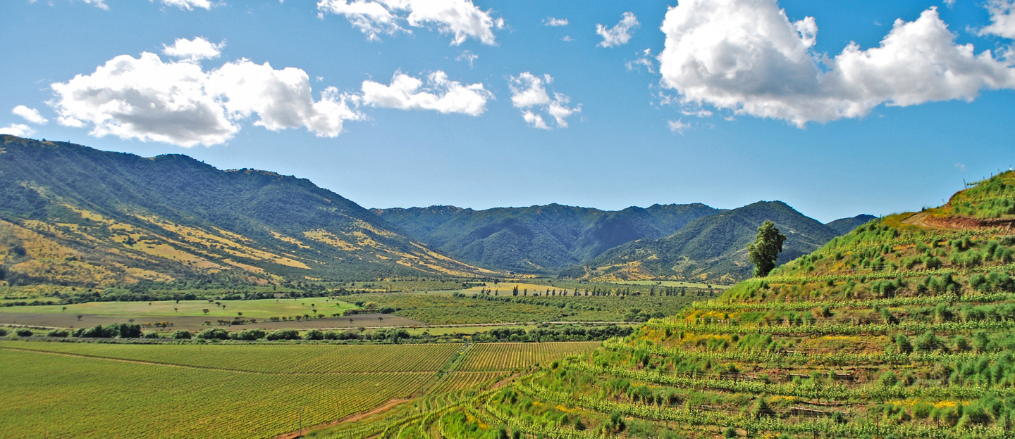 Imagen panorámica de los verdes viñedos y los cerros en el Valle de Colchagua, donde destaca la cordillera de Los Andes de telón de fondo.