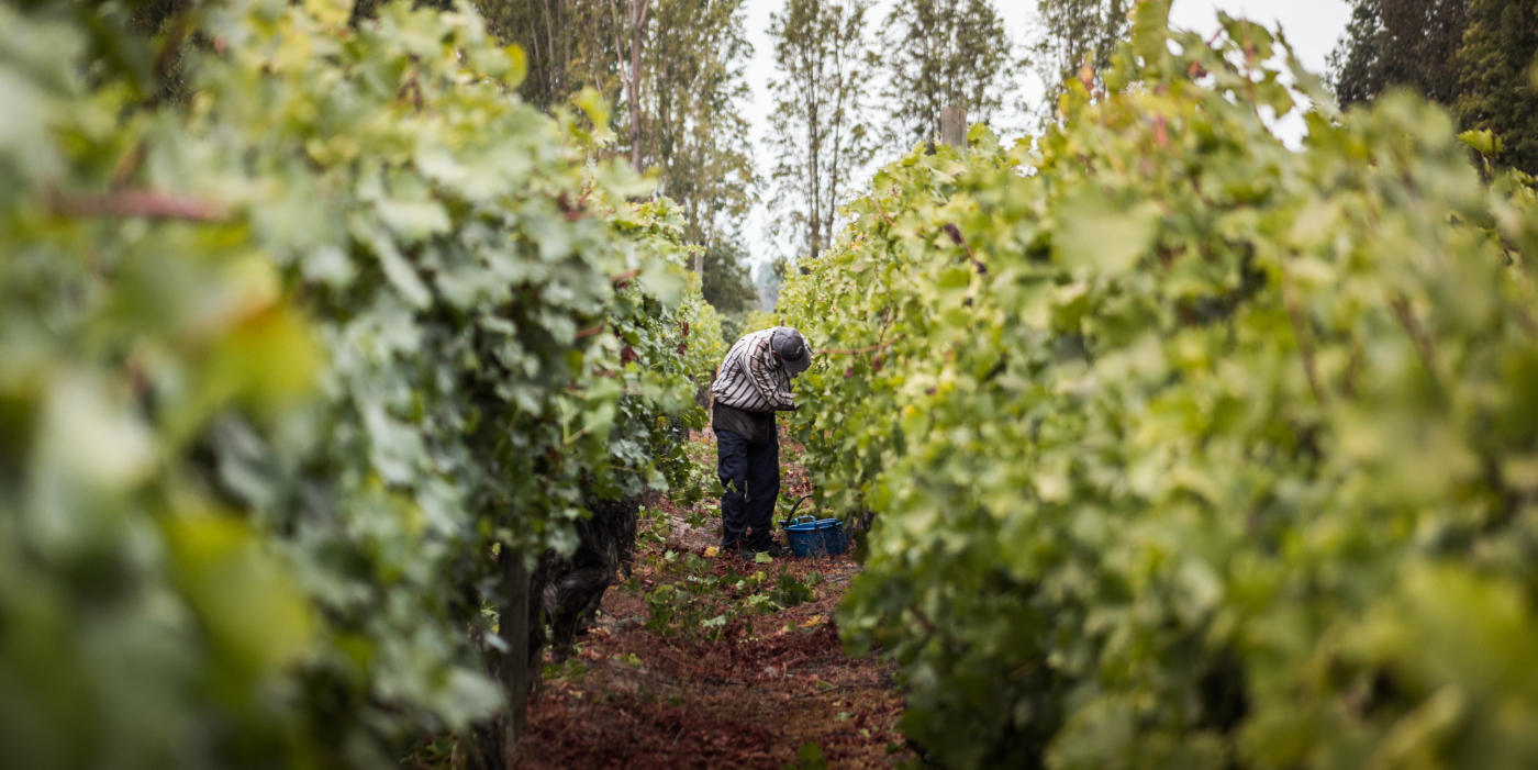 Imagen de un hombre cosechando uvas en un hermoso viñedo en el marco de las celebraciones de las Vendimias chilenas