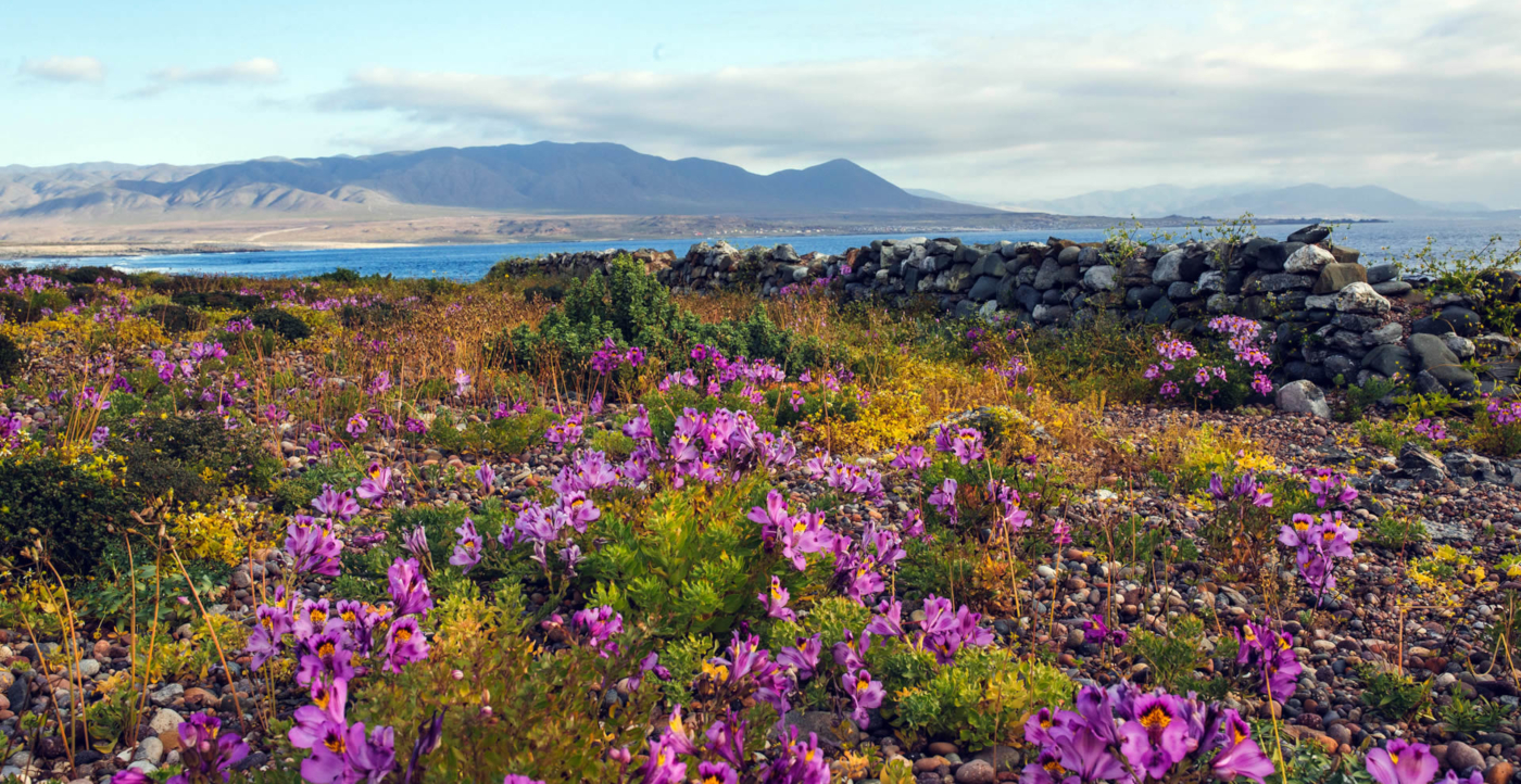 Imagen de flores moradas que se dan durante el fenómeno del Desierto Florido en Chile