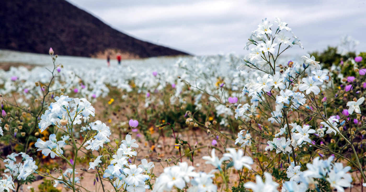 Imagen de la flor llamada Celestina que se da en el fenómeno del Desierto de Atacama