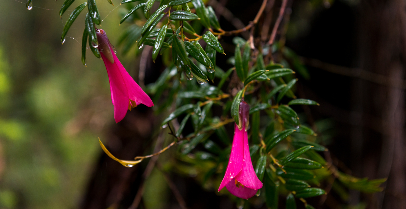 An Eco Experience With Native Flora