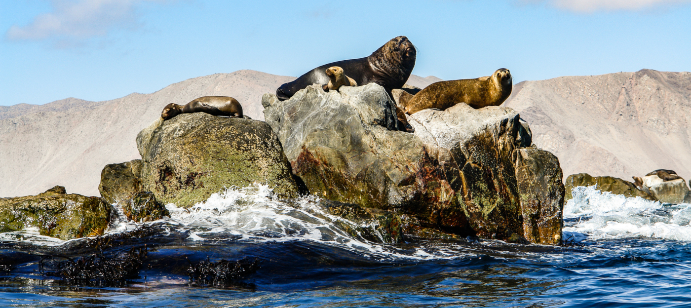 Imagen de un lobo marino disfrutando del sol en una roca de la costa del Valle de Huasco