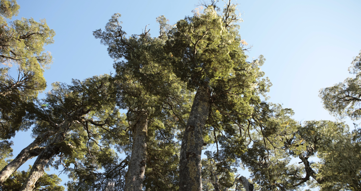 Imagen de los árboles de la reserva de la naturaleza que es Huilo Huilo en el sur de Chile