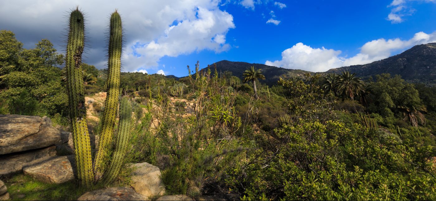 Imagen de cactus que se dan en el Parque Nacional La Campana