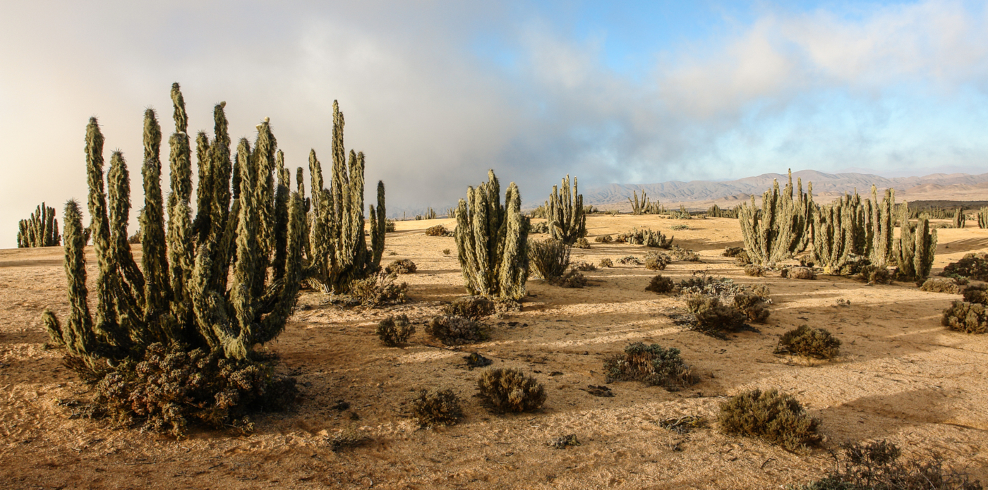 Imagen de cactus en el pasaje árido del Parque Nacional Pan de Azúcar