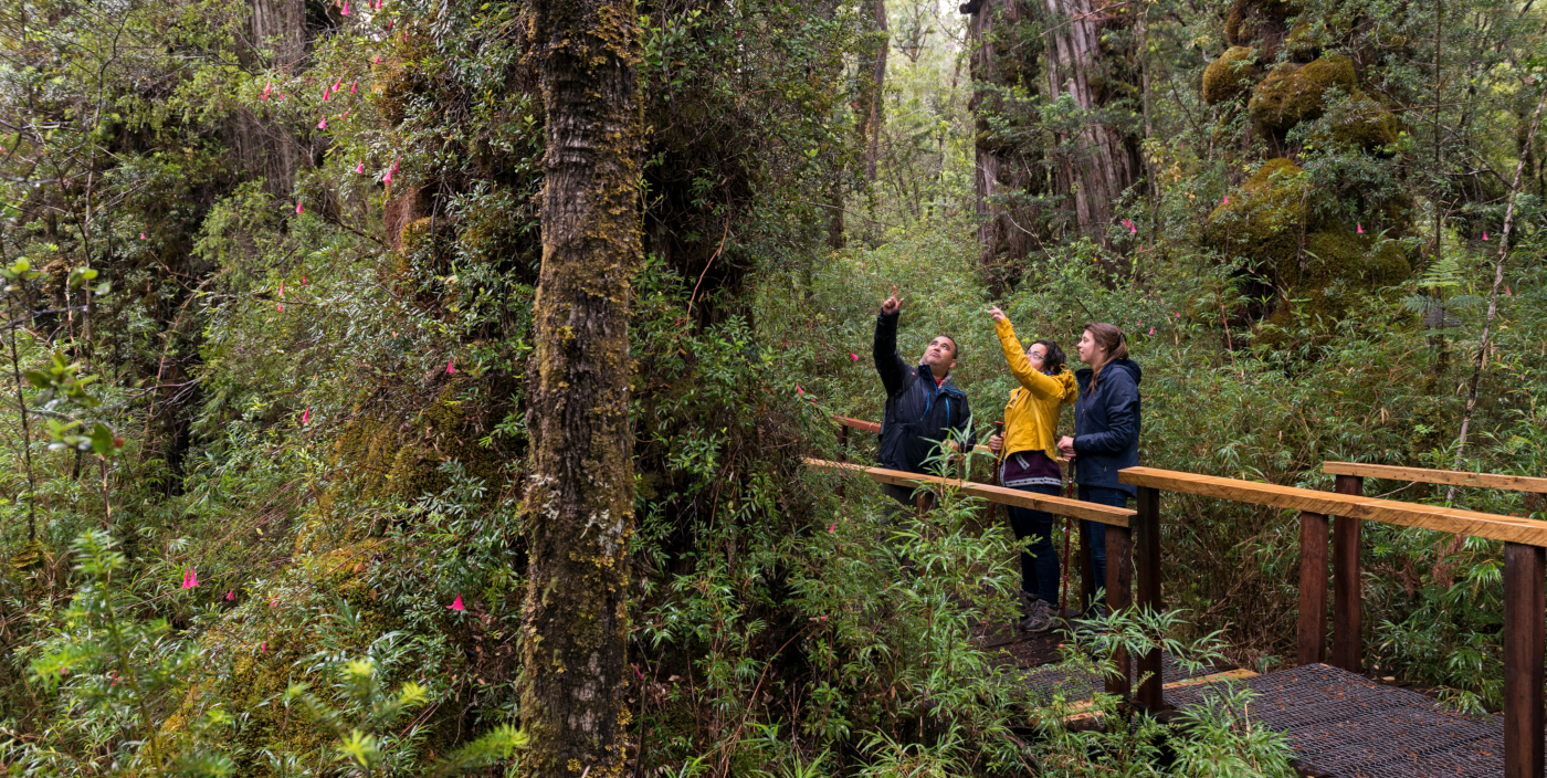 Imagen de un grupo de turistas realizando observación de flora y fauna en el sur de Chile