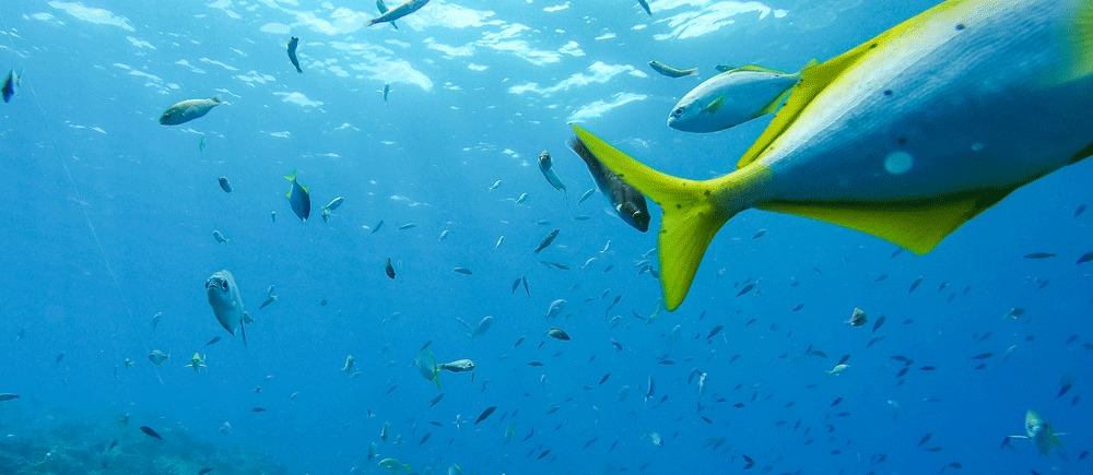 Imagen de coloridos peces en las aguas de Isla Juan Fernández