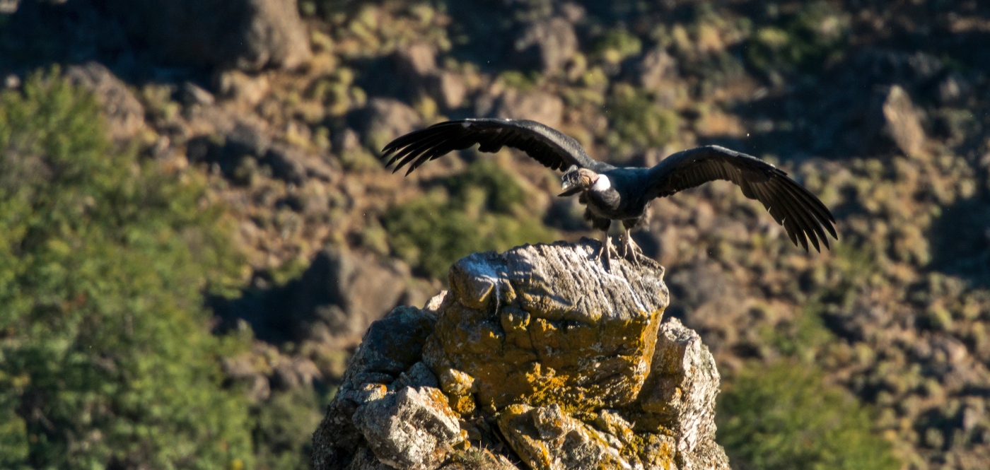 Imagen de un cóndor chileno con las alas abiertas en a cima de una montaña