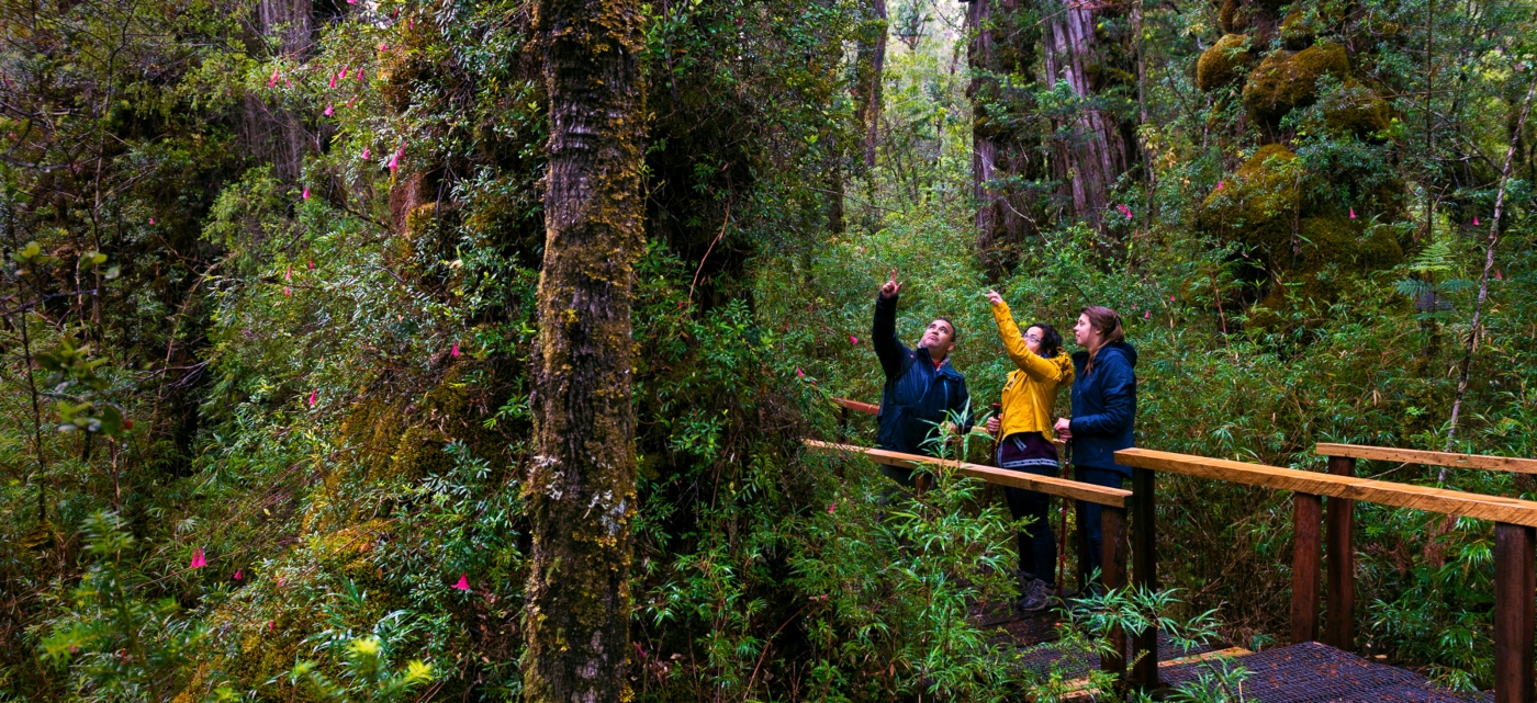 Imagen de un grupo de turistas recorriendo los bosques del sur de Chile