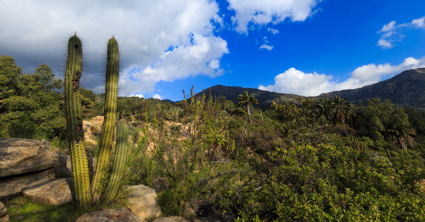 Imagen de la vegetación del Parque Nacional La Campana