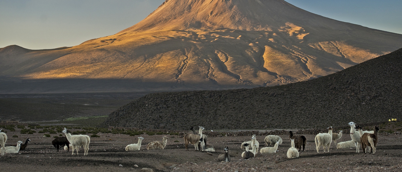 Imagen de un grupo dellamas y vicuñas pastando a la orilla de un volcán en el norte de Chile