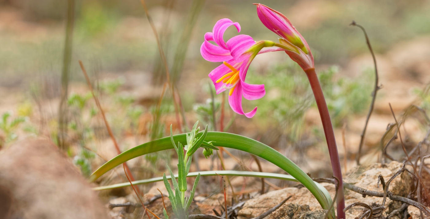 Imagen d euna hermosa flor rosada de añañuca