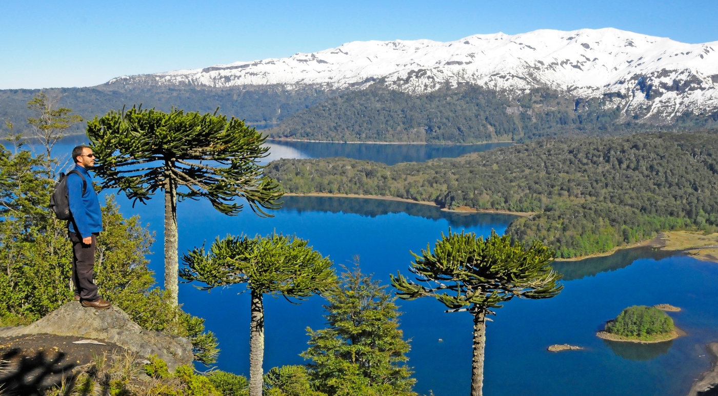 Hombre en un mirador del Parque Nacional Conguillio admirando un bosque de araucarias