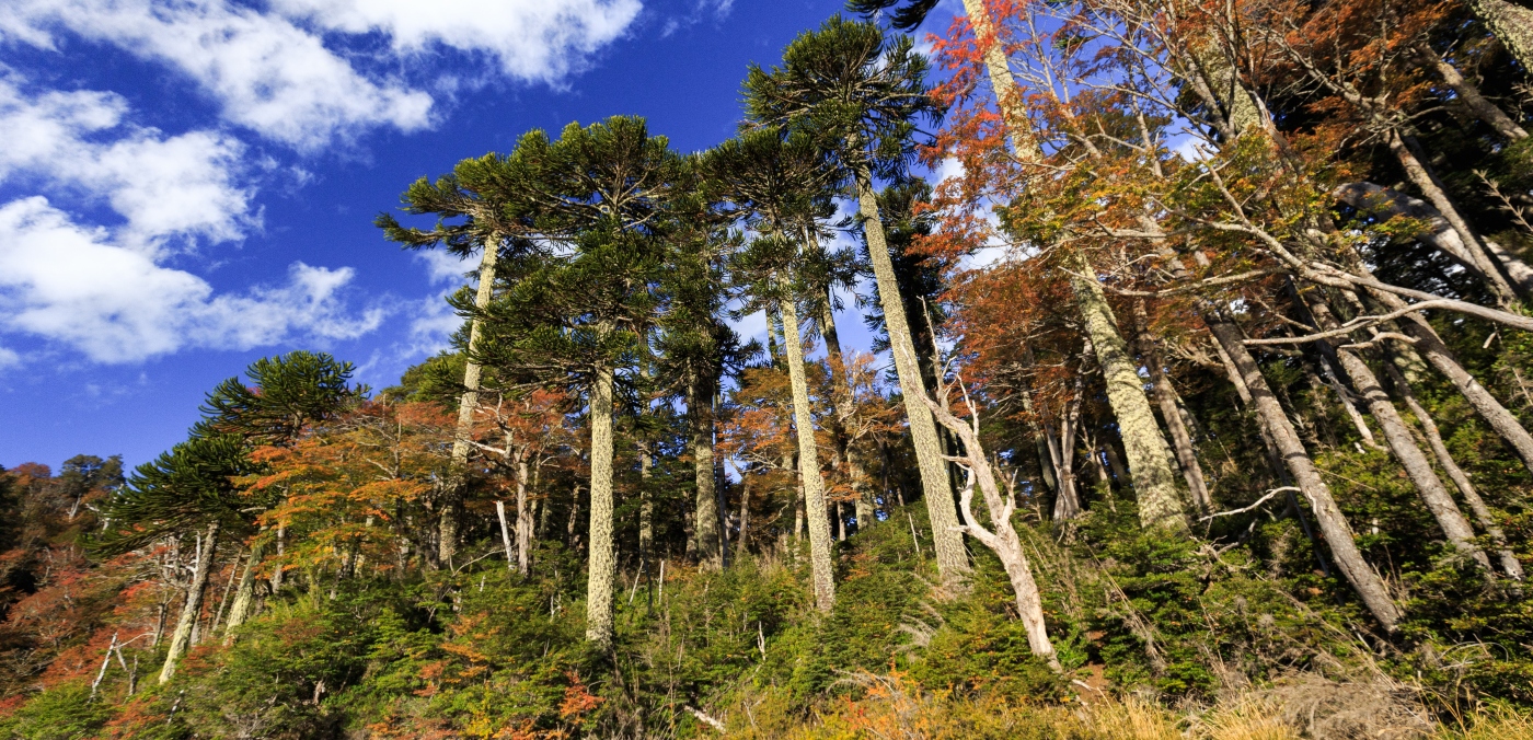 Imagen de las araucarias en el Parque Nacional Conguillio en época de otoño