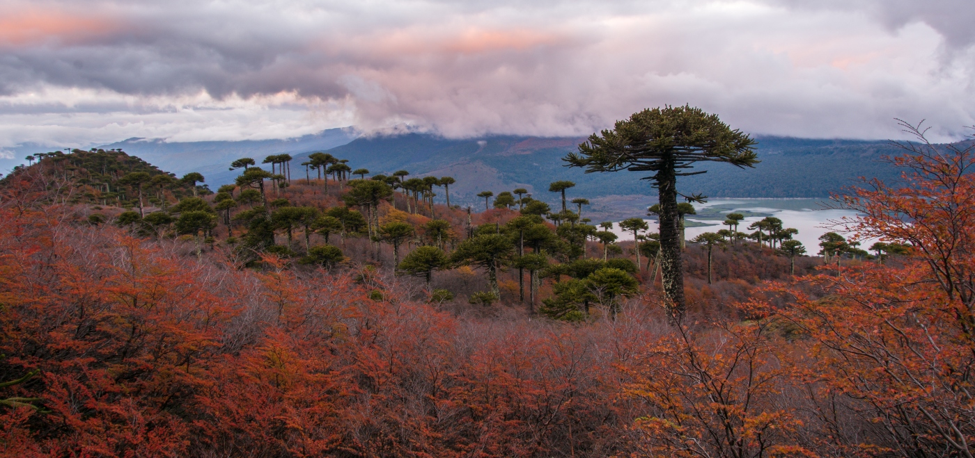 Bosque con araucarias milenarias en el sur de Chile