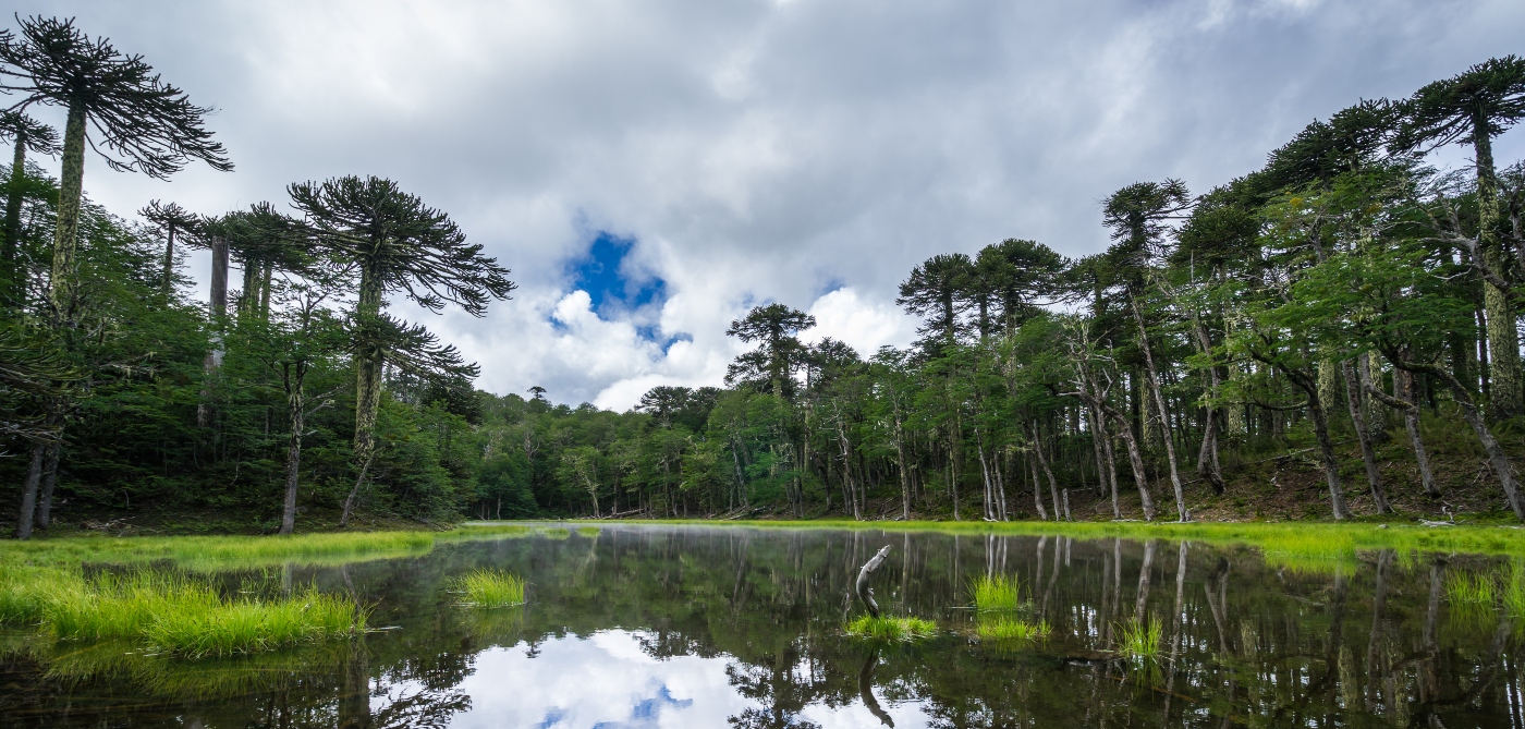 Imagen de un bosque de araucarias en el Parque Nacional Conguillio