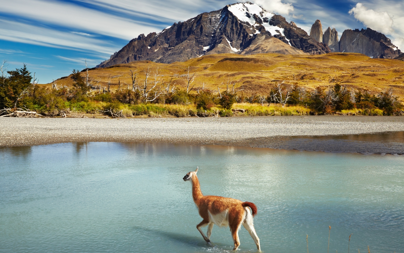 Imagen de una vicuña en el norte del país