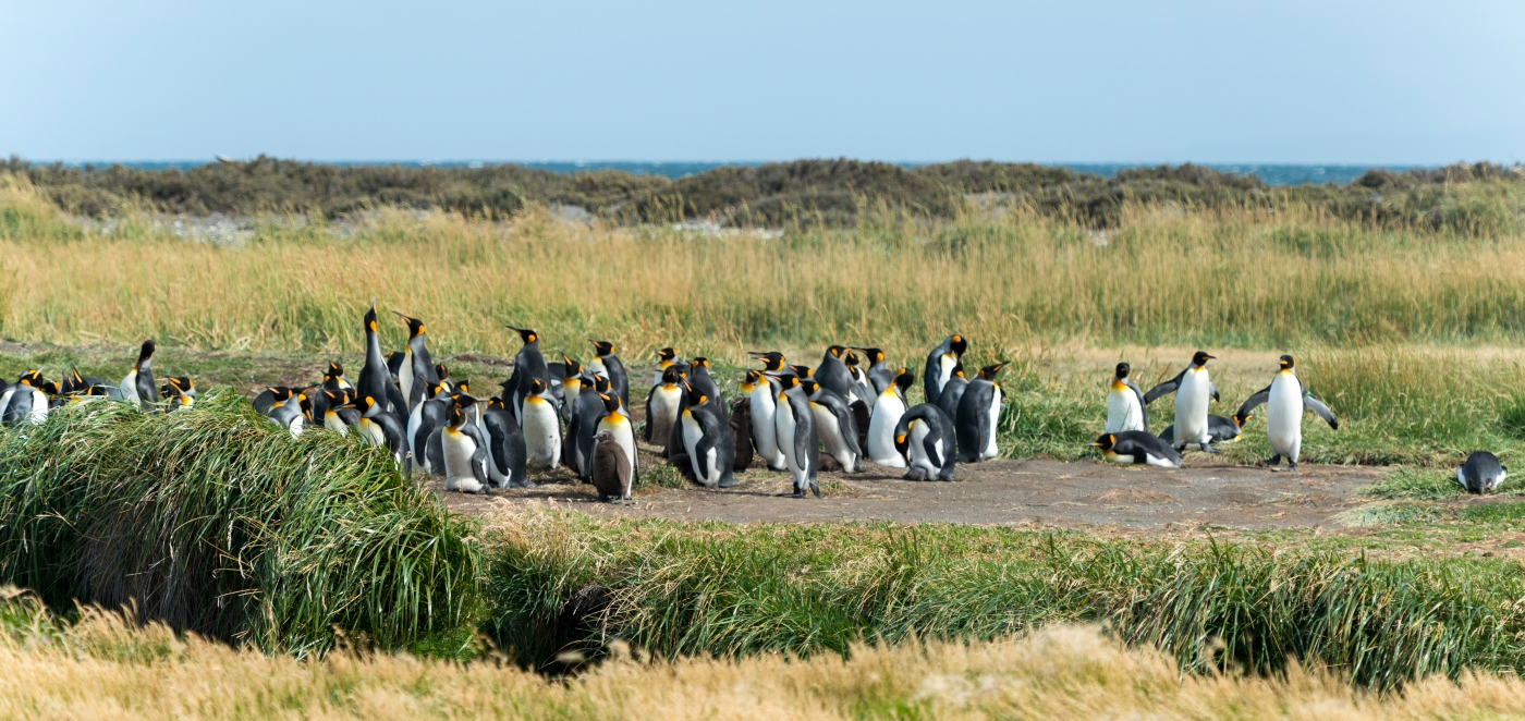 Parque Pinguino Rey en el sur de Chile