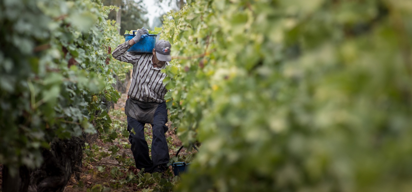 Grape Harvest Festival Chile Are you a wine lover Experience the Wine Harvest 