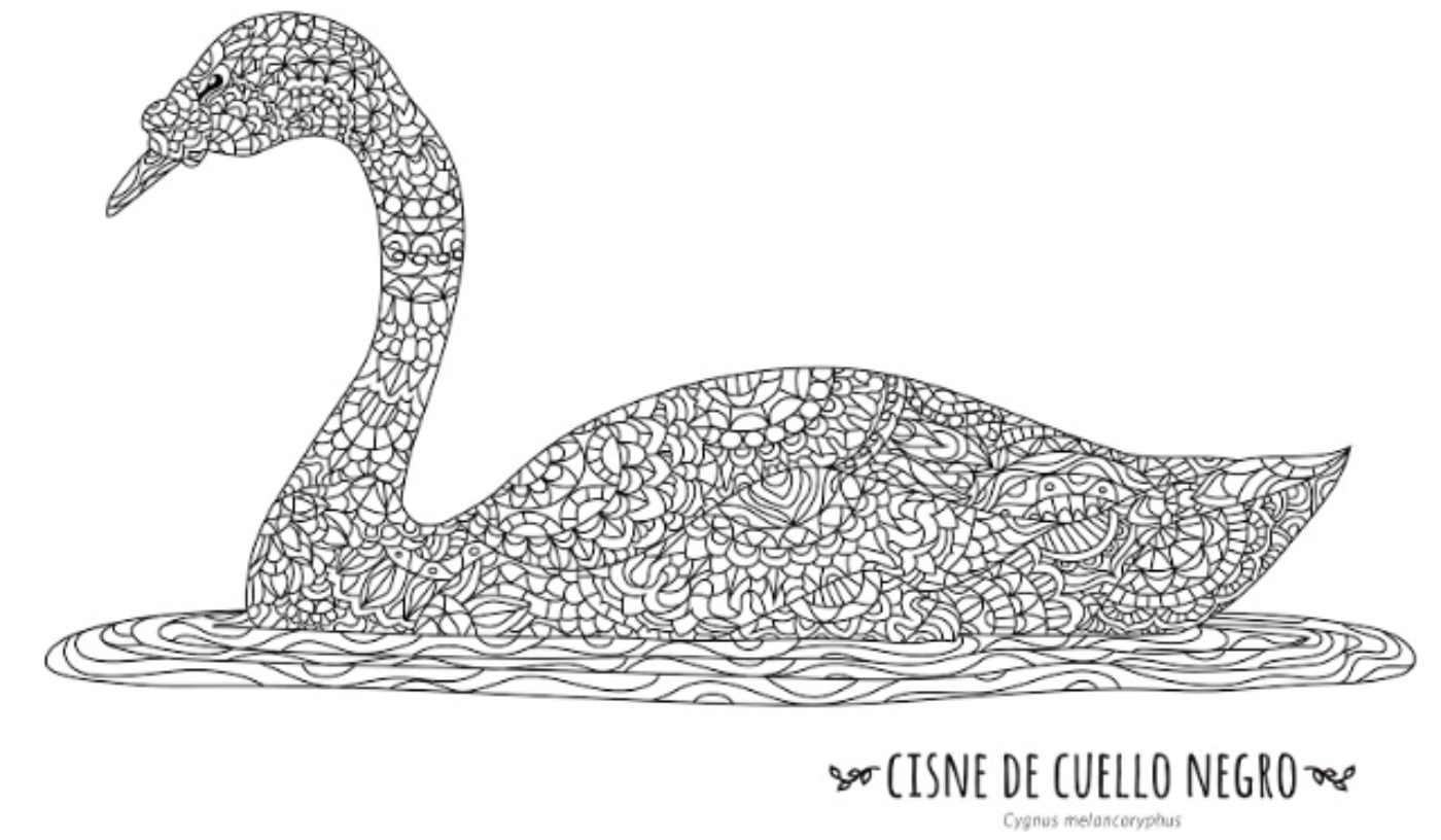 Imagen de un cisne de cuello negro chileno para colorear